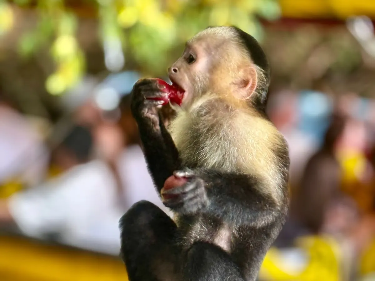 Mono capuchino alimentándose durante un recorrido por la selva
