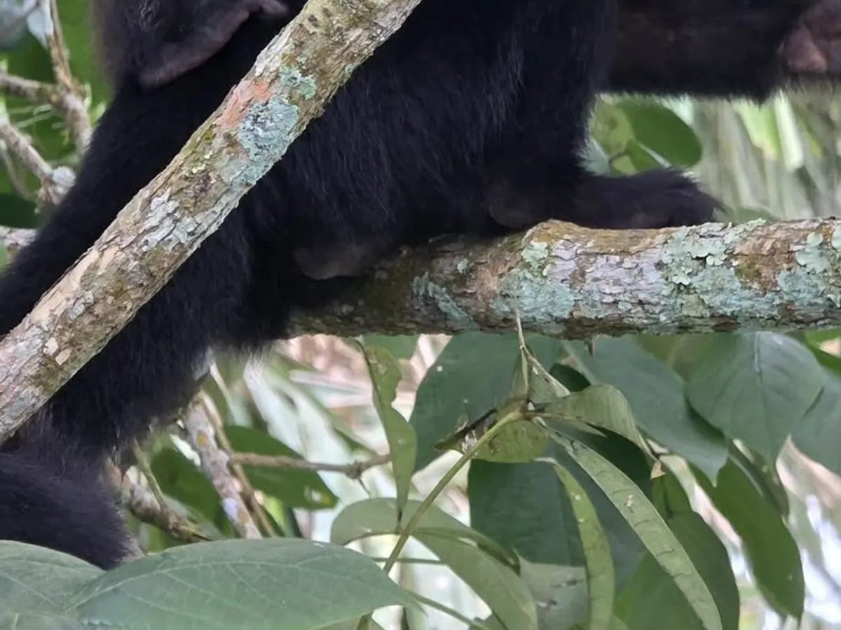 Mono entre las ramas de la selva panameña